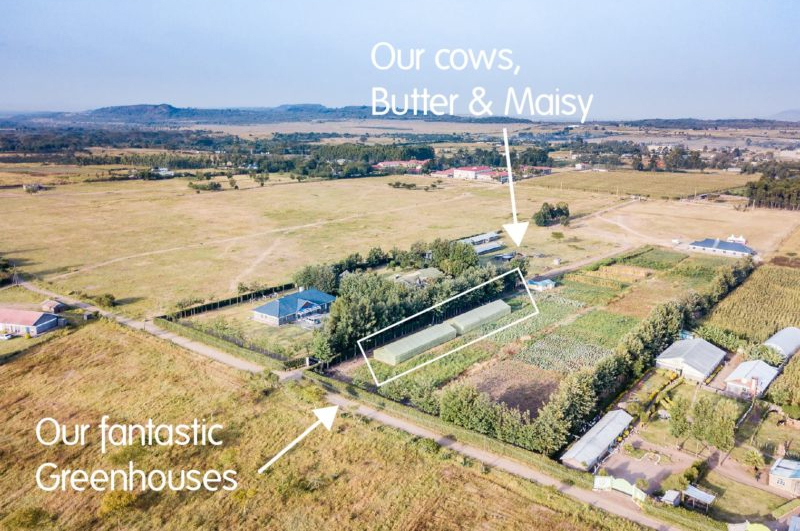 Greenhouse & Cows thanks to Association Femmes d'Europe