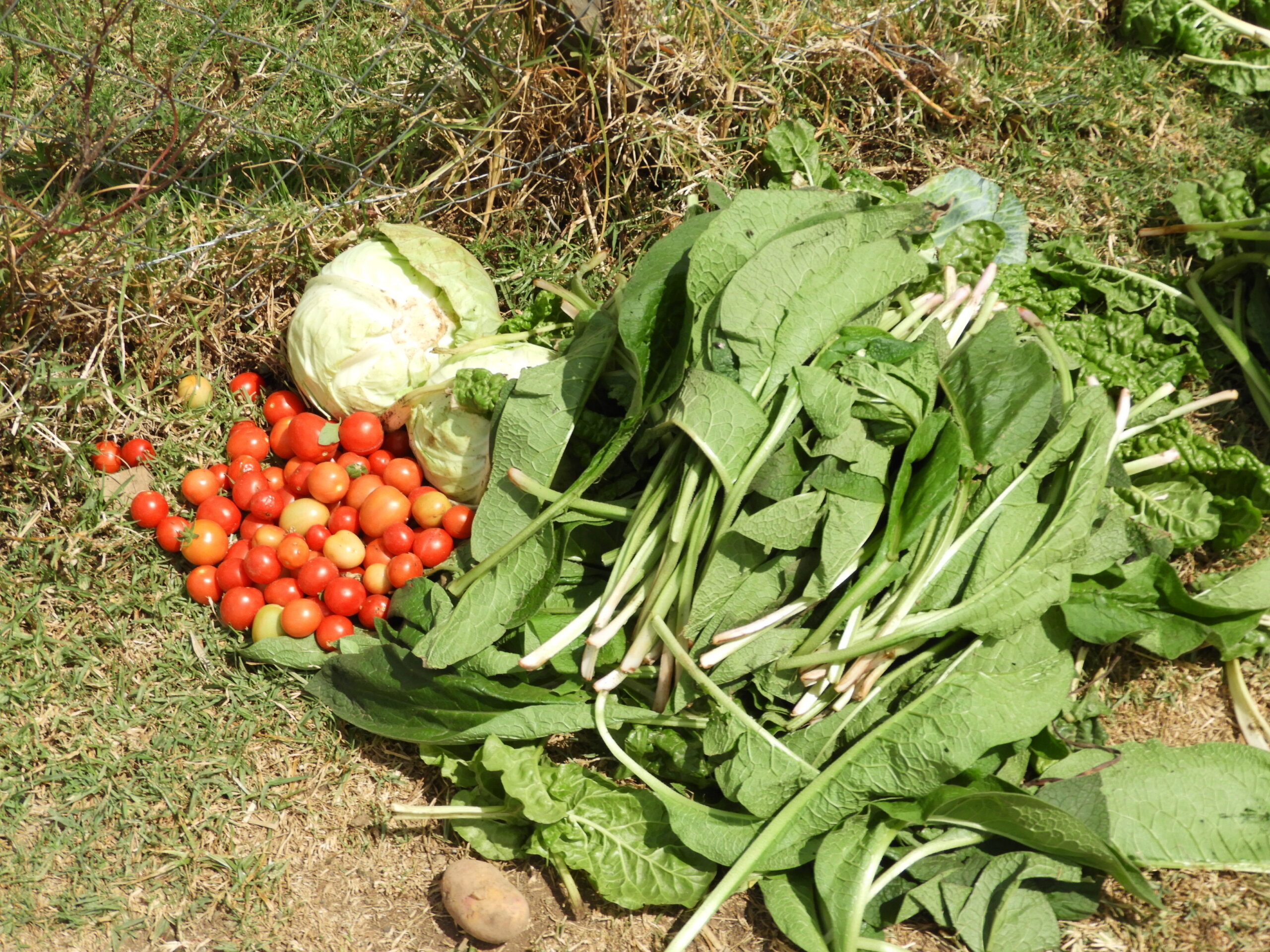 Farm Produce