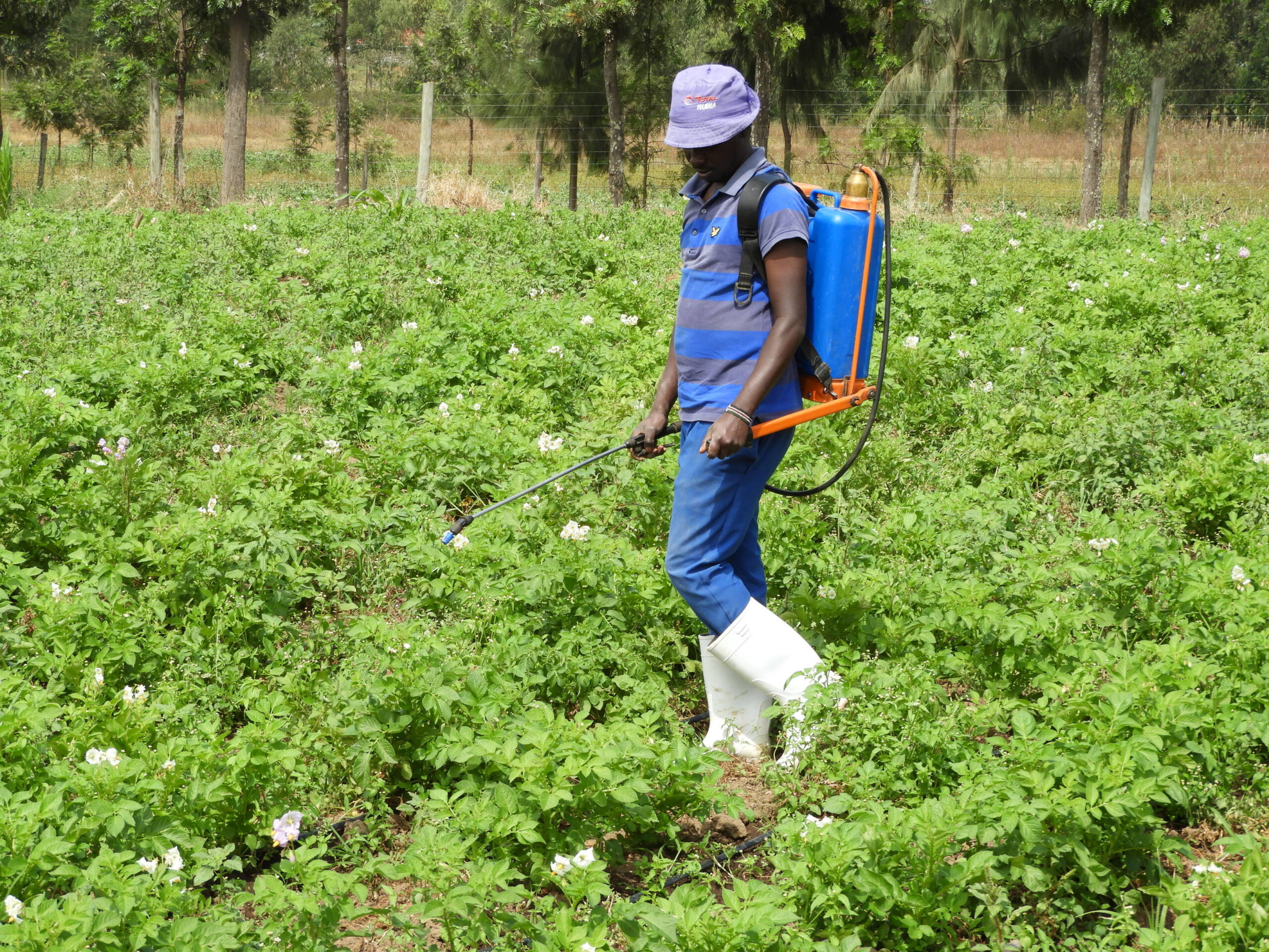Farmers and Crop at Doyle Farm