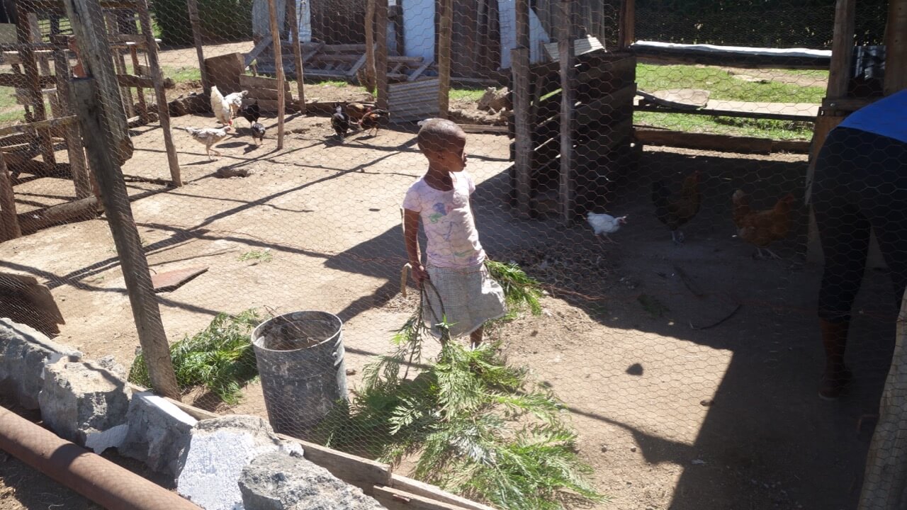 CHickenHouse-14