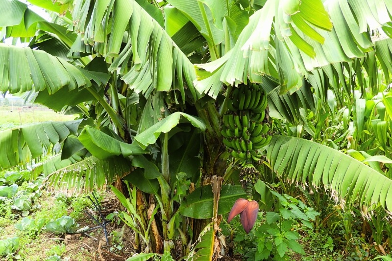 Banana crop Doyle Farm Shamba