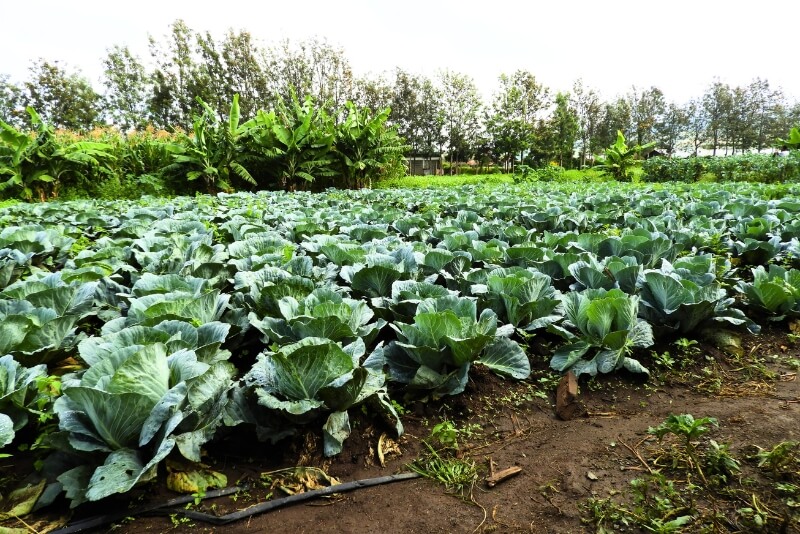 Cabbage crop Doyle Farm Shamba