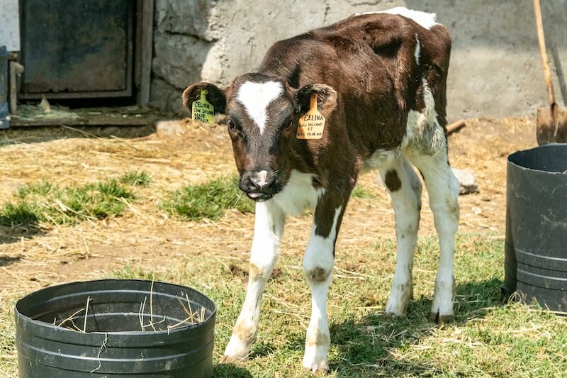 Celina the calf at Doyle Farm Rafiki Mwema