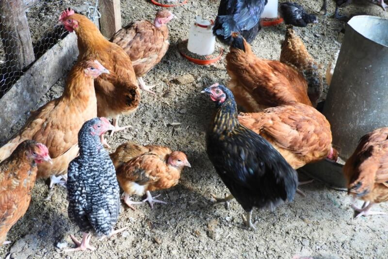 Chickens at Doyle Farm Shamba