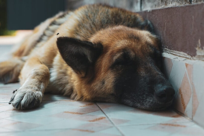 German Shepherd Guard Dog Doyle Farm