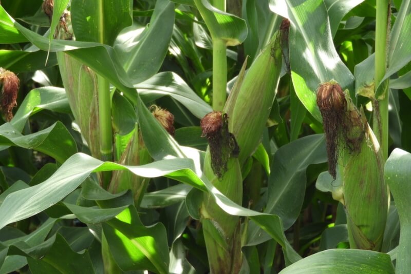 Maize at Doyle Farm Shamba Rafiki Mwema