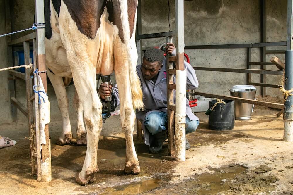Milking cows Doyle Farm