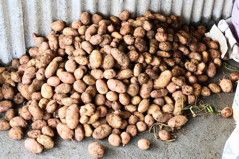 Potato crop Doyle Farm Shamba