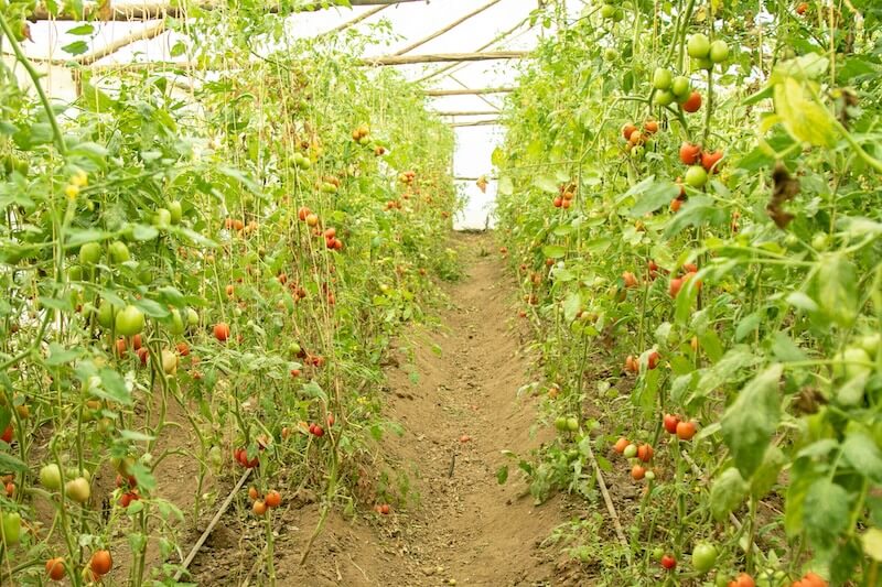 Tomato crop Doyle Farm Shamba
